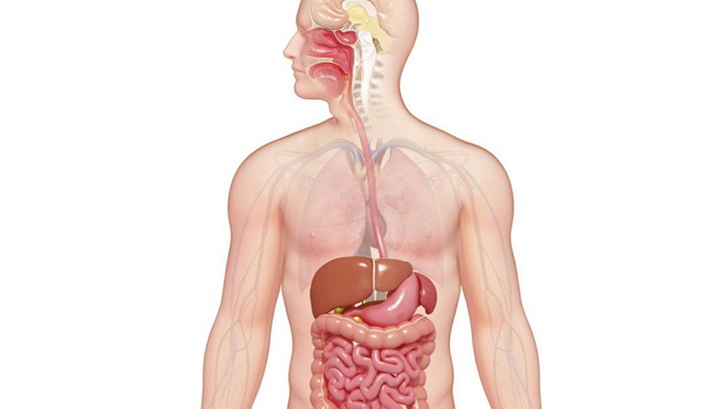 Giấc ngủ ảnh hưởng đến hệ tiêu hóa như thế nào?