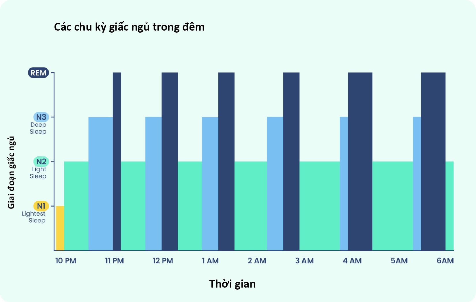 Chu kỳ giấc ngủ và các giai đoạn của giấc ngủ